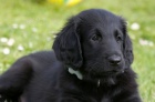 Flat coated retriever s PP