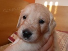 tata Golden Retriever s PP