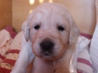 tata Golden Retriever s PP