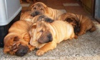 arpej,  shar-pei, sharpei