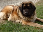 Leonberger ttka