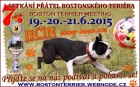 Setkn bostonsk terir Jin 2015