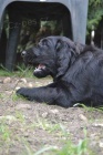 Flat coated retriever s PP