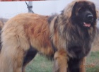 Leonberger ttka