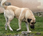 Anatolsk pasteveck pes- kangal- tata