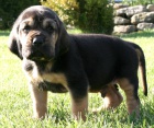 BLOODHOUND STENATA