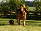 BLOODHOUND STENATA