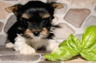 Biewer Yorkshire terrier