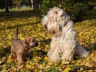 ttka - Irish Soft Coated Wheaten Terrier