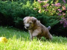 ttka - Irish Soft Coated Wheaten Terrier