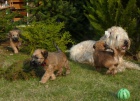 ttka - Irish Soft Coated Wheaten Terrier