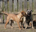 Perro de Presa Canario / kanrsk doga