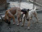 Perro de Presa Canario / kanrsk doga