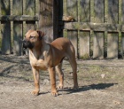 Perro de Presa Canario / kanrsk doga