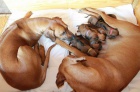 Rhodsk Ridgeback ttka s PP.