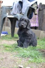 Flat coated retriever s PP