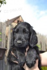 Flat coated retriever s PP