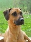 Rhodzsk ridgeback hled nevstu