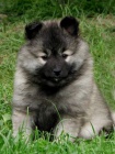 Nmeck pic vl / Keeshond