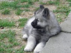 Nmeck pic vl / Keeshond