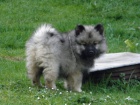 Nmeck pic vl / Keeshond