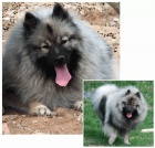 Nmeck pic vl / Keeshond