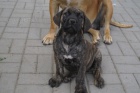 Boerboel, Brsk buldog, Burbul - tata s PP