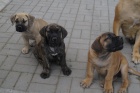 Boerboel, Brsk buldog, Burbul - tata s PP