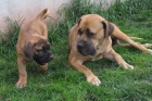 Boerboel, Brsk buldog, Burbul - tata s PP