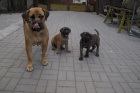 Boerboel, Brsk buldog, Burbul - tata s PP