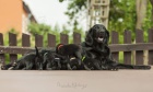 CHS Miraliss zadá pejsky Flat coated retrievera