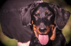 Beauceron - fenky ttka s PP