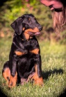 Beauceron - fenky ttka s PP