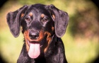 Beauceron - fenky ttka s PP