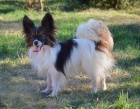 papillon motýlek