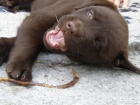 tn labradorskho retrievera s PP