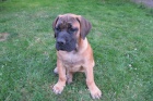 Boerboel, Brsk buldog, Burbul - tn s PP