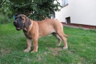 Boerboel, Brsk buldog, Burbul - tn s PP