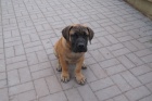 Boerboel, Brsk buldog, Burbul - tn s PP