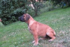 Boerboel, Brsk buldog, Burbul - tn s PP