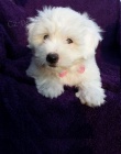 tn Coton de Tulear