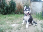Sibiřský Husky