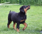 Beauceron tn s PP fenka