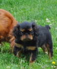 King charles spaniel s PP