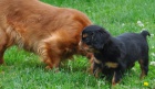 King charles spaniel s PP