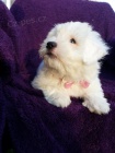 Štěně Coton de Tulear