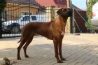 Rhodsk ridgeback tata s PP 