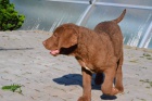 chesapeak bay retriever