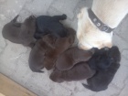 tata labradorskho retrvra