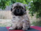 Shih-tzu, i-tzu ttka s PP